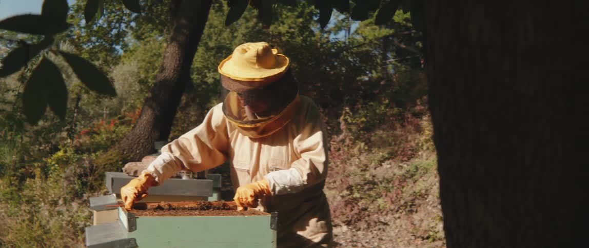 Beekeeper in protective clothing placing plates of honey with bees inside a box