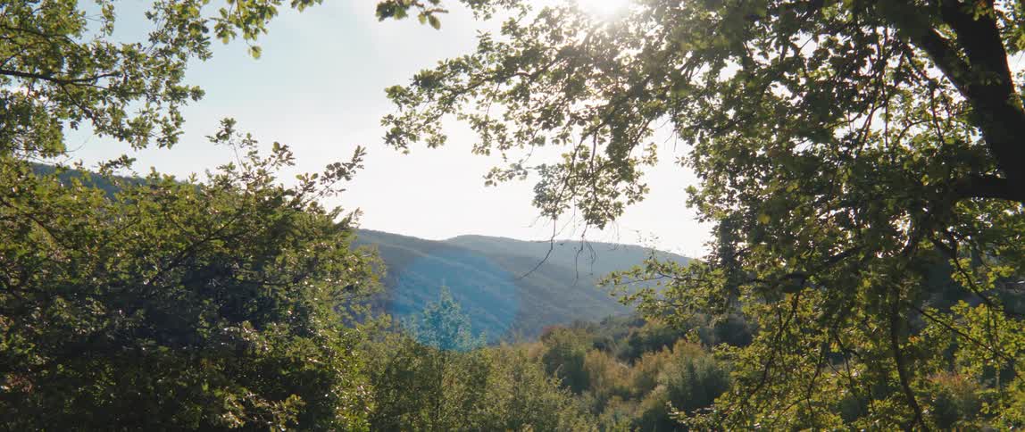 Landscape of trees in the mountains on a morning with sunlight