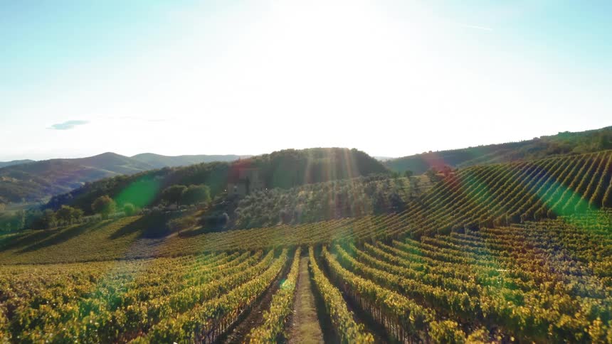Large agricultural vineyard in Tuscany