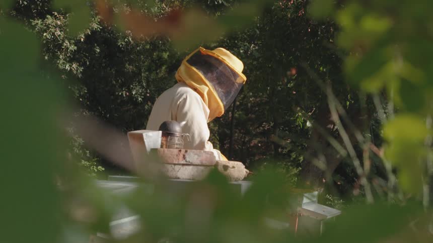 A person in a beekeeper suit tending to beehives in the countryside