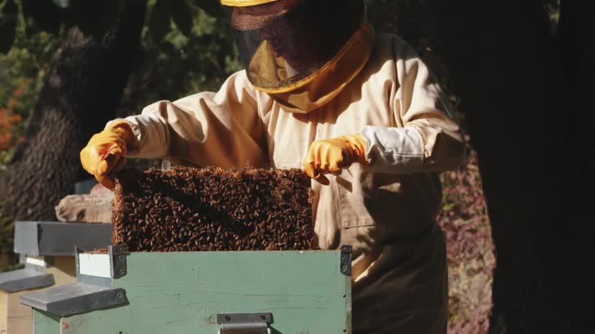 Beekeeper in protective suit pulling a frame full of bees from an outdoor hive box