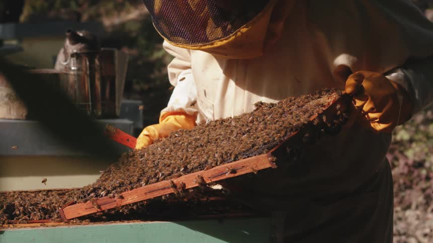 A beekeeper in protective gear inspecting a honeycomb frame outdoors