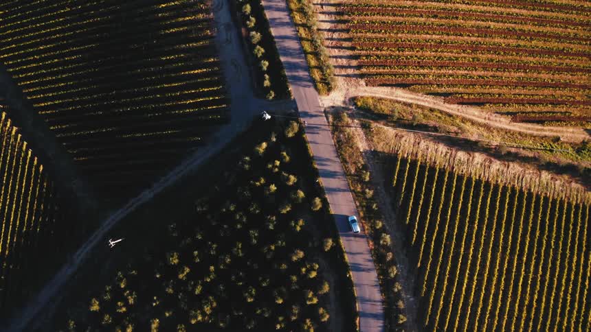 Topdown drone shot of car moving through vineyards