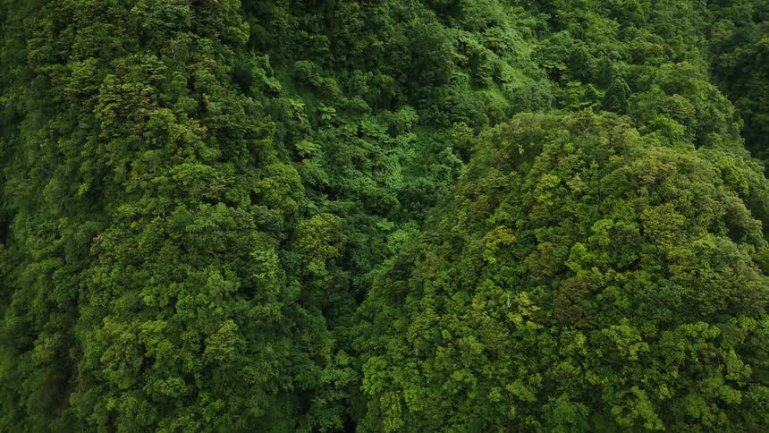 Treetops in a thick dense forest