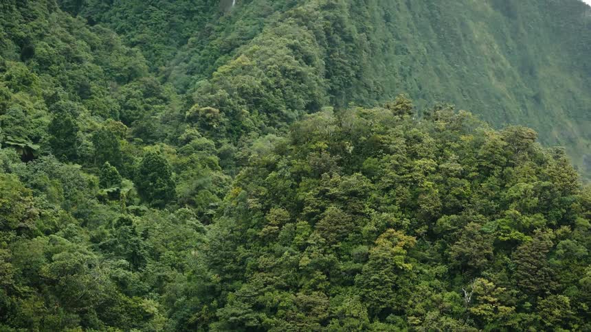 Aerial view of forests in mountains