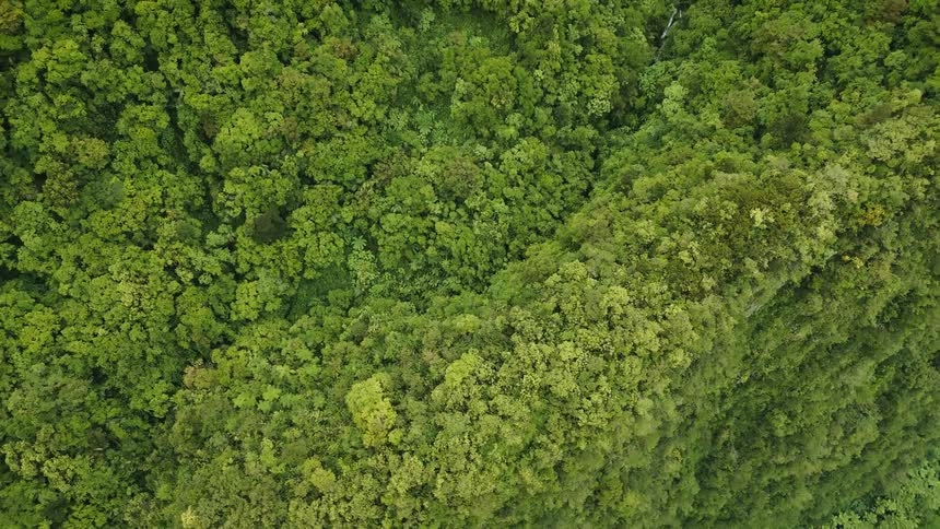 The cliff is completely covered with green