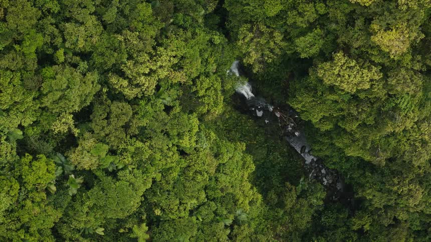 Aerial scene of a river flowing in the middle of a stream through the forests
