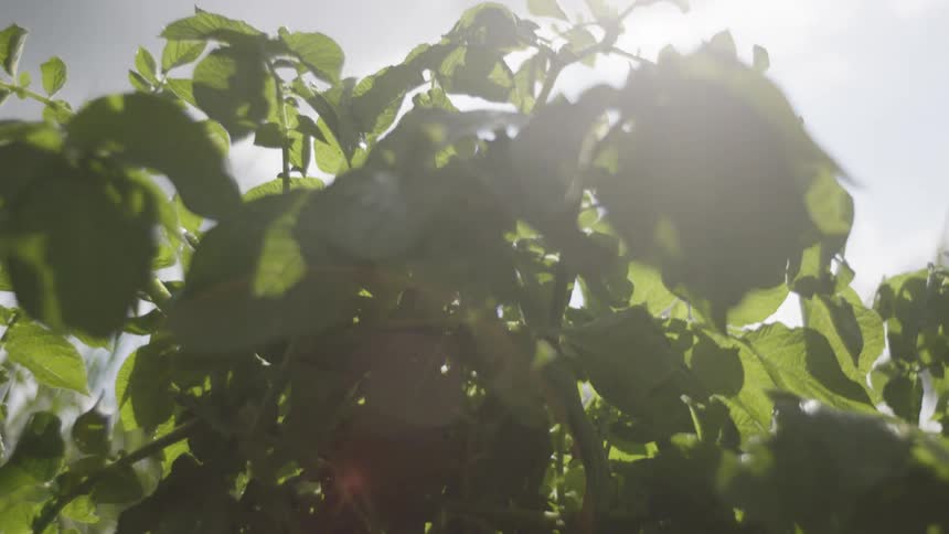 A plant grows under the shining sun