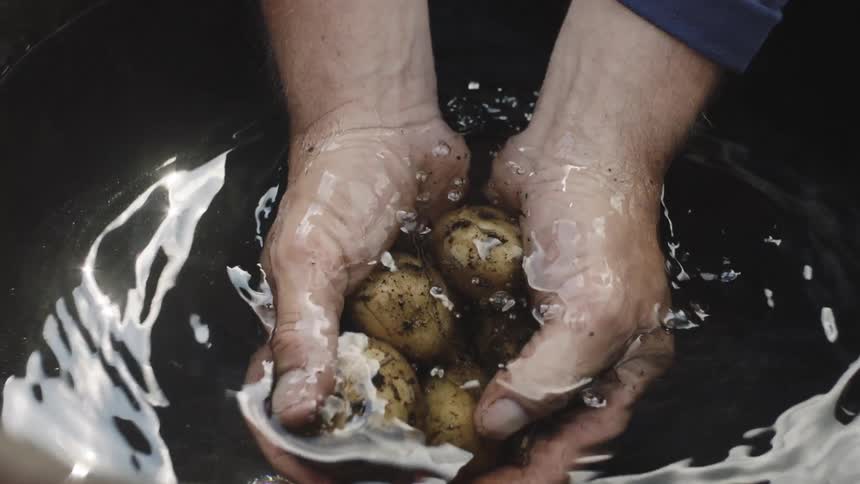 Hands washing freshly harvested potatoes on water