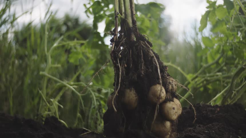 Person hand harvesting a stalk of potatoes
