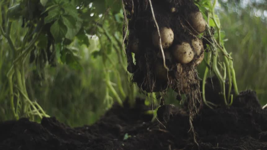 A mans hand pulling a potato plant by the roots