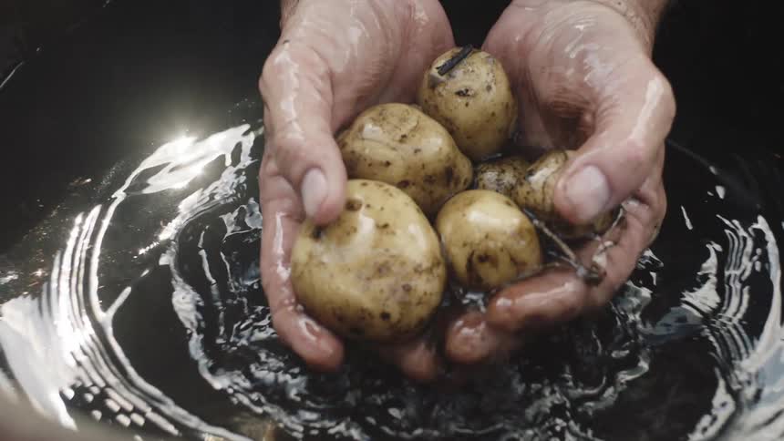 Hands of a person with potatoes being taken out of the water