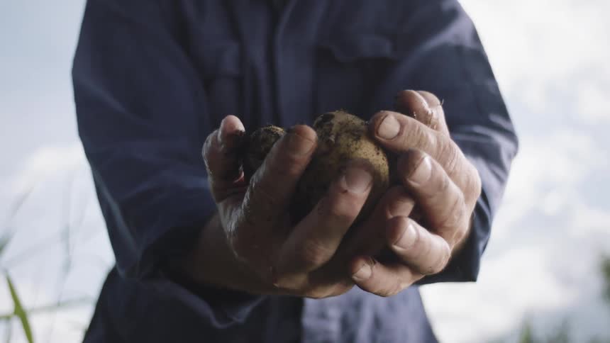 A persons hands holding potatoes with soil in an outdoor environment