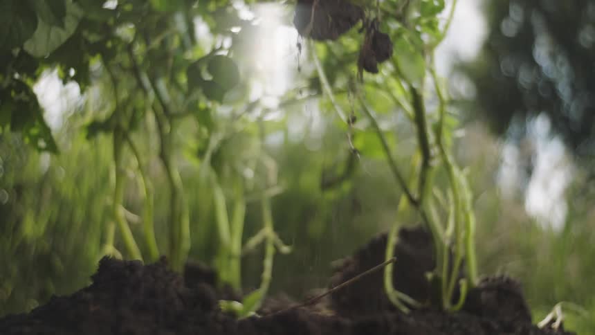 A man pulls potatoes out of the soil