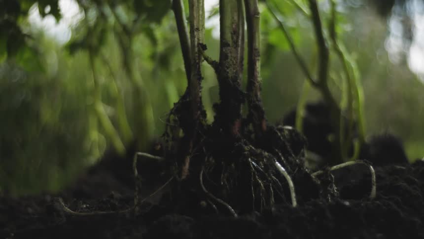 Hand of a person planting a plant by placing black soil on its roots