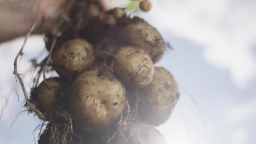 A hand holding freshly dug potatoes with soil