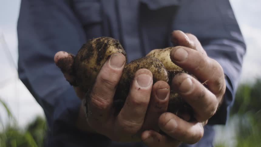 A man holds a number of potatoes in his hands