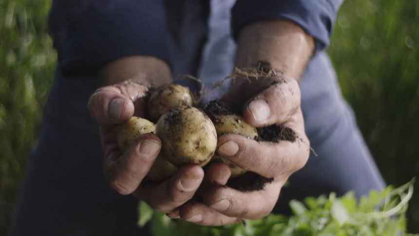 Man holds freshly harvested potatoes and soil while standing in garden