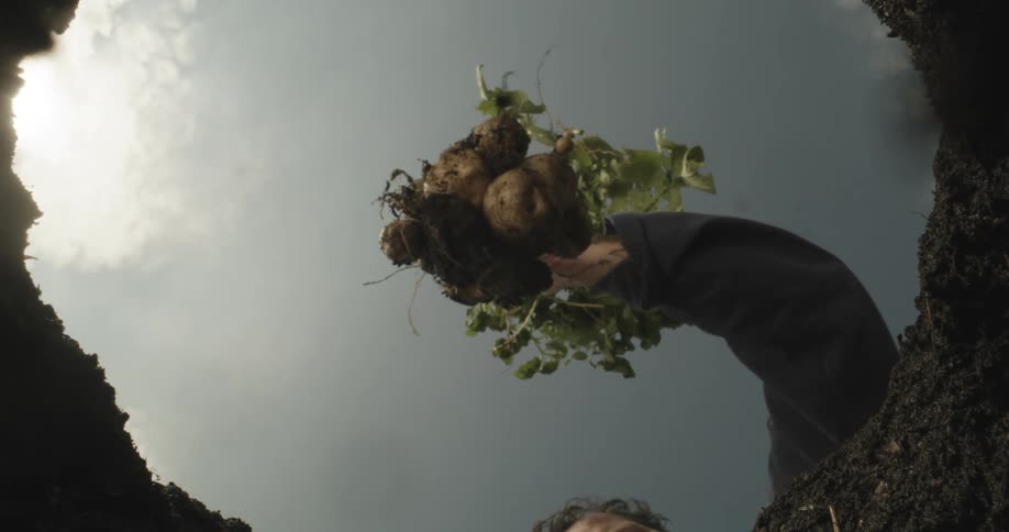 A person collecting a potato plant with several potatoes at the roots of a hole in the ground