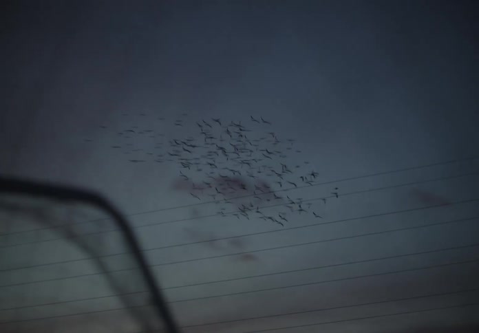 A flock of birds flying through the sky at dusk
