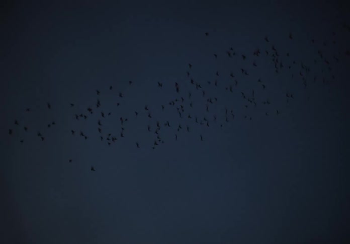 A flock of birds flying over power lines at night