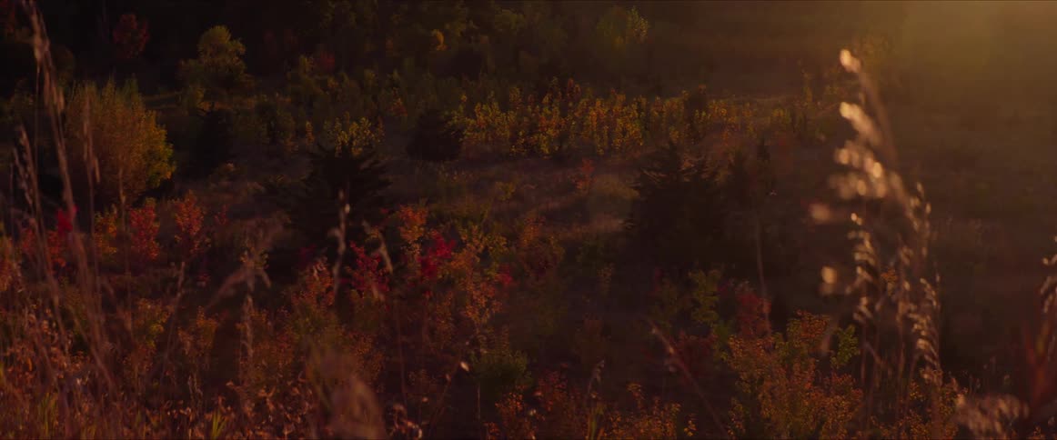 Landscape of an open place with bush vegetation and plants with the reflection of sunlight