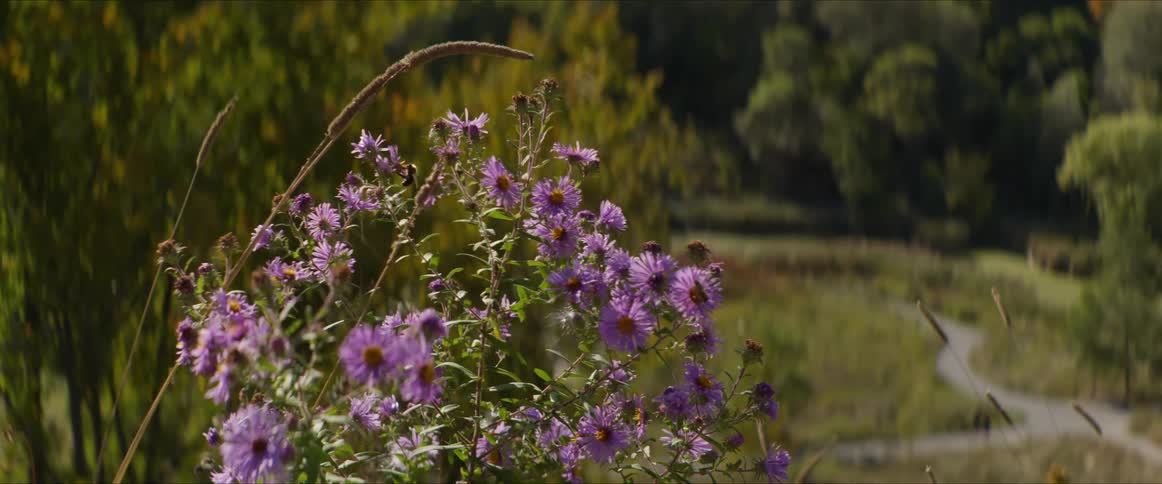 Bees on a plant with purple petals and pollen