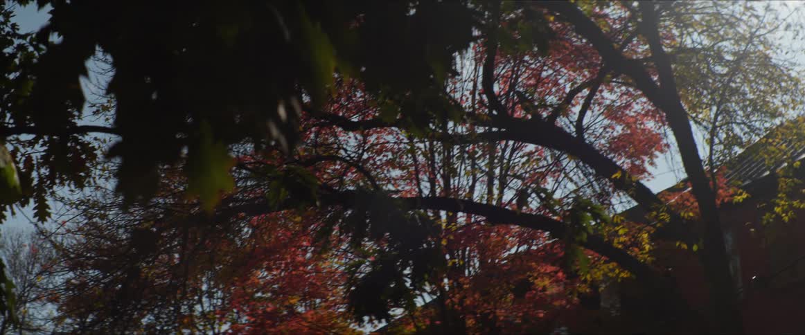 Trees in the fall next to a shed
