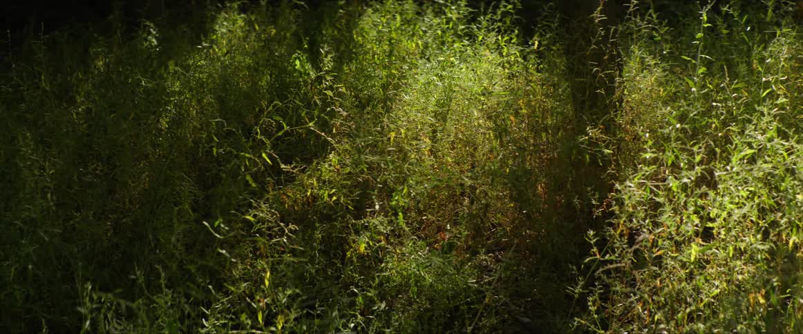A field of tall green grass is illuminated by sunlight