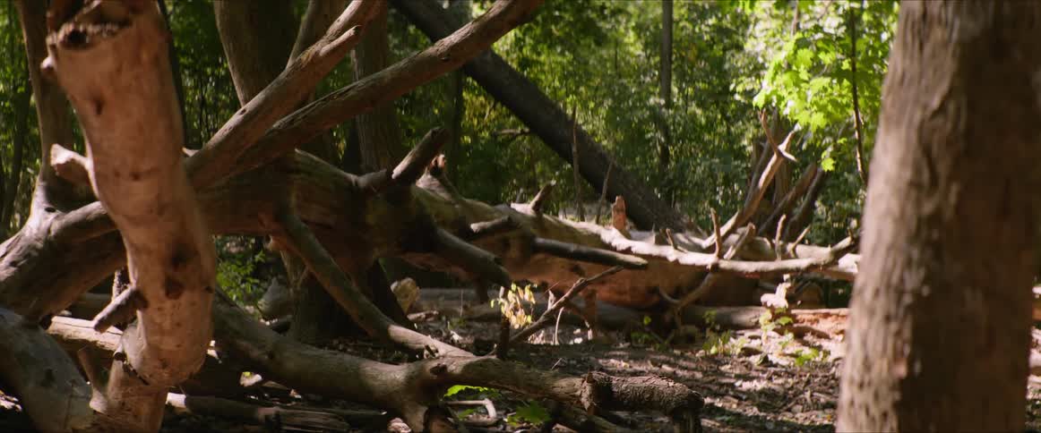 Trunk of a fallen tree in the forest at day