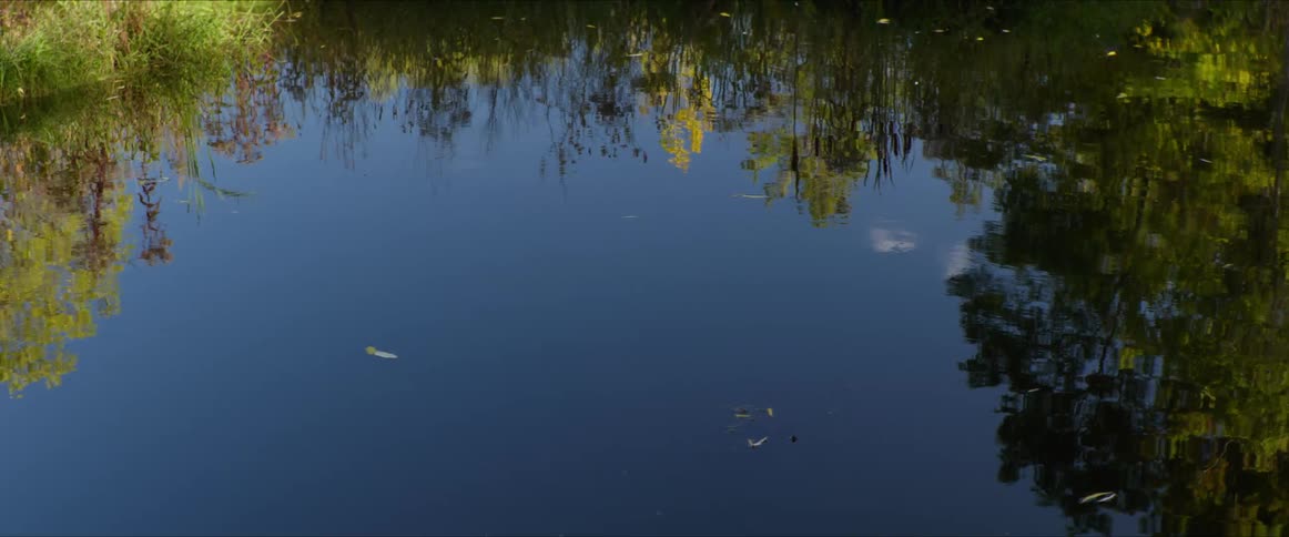 The trees reflect off the pond water
