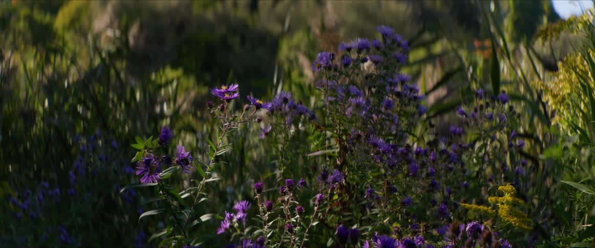 Bees flying around wildflowers with purple blooms in the countryside