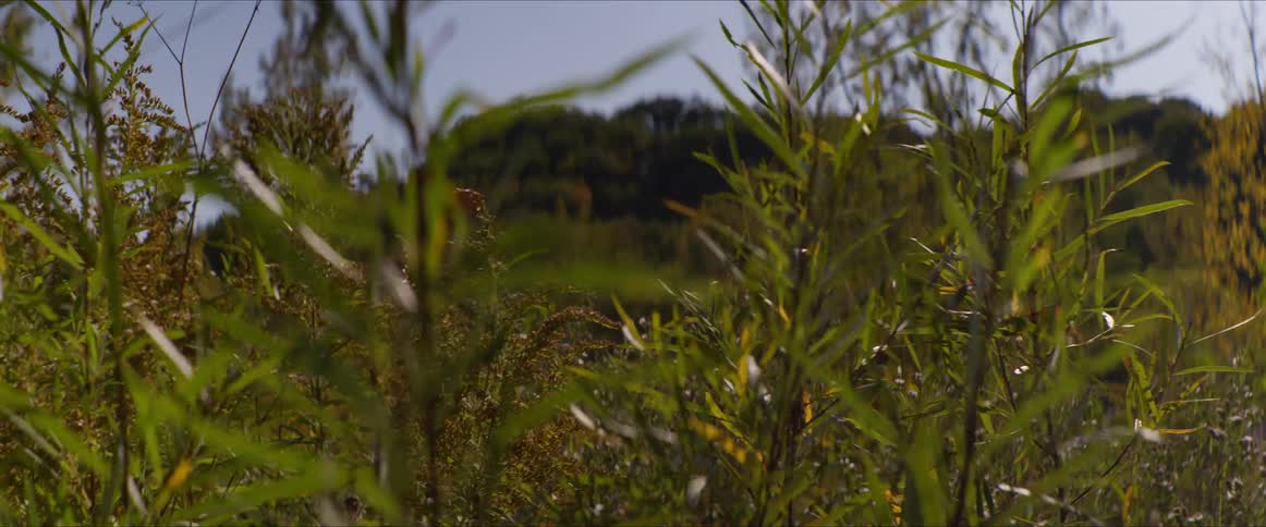 Tall plants sway in a wind