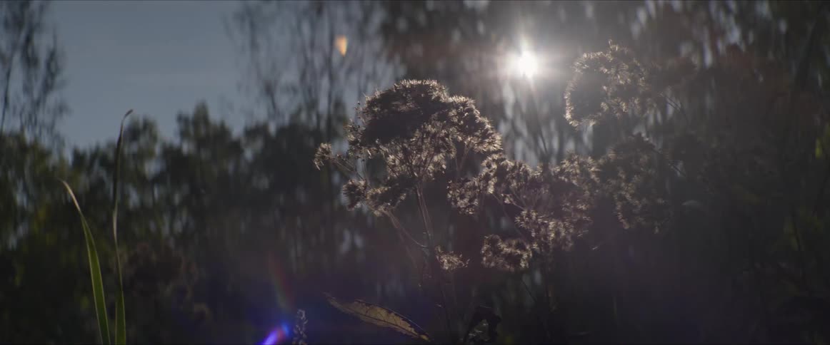 Plants and a forest with a reflection of sunlight