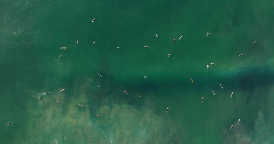 Numerous people swimming in an ocean