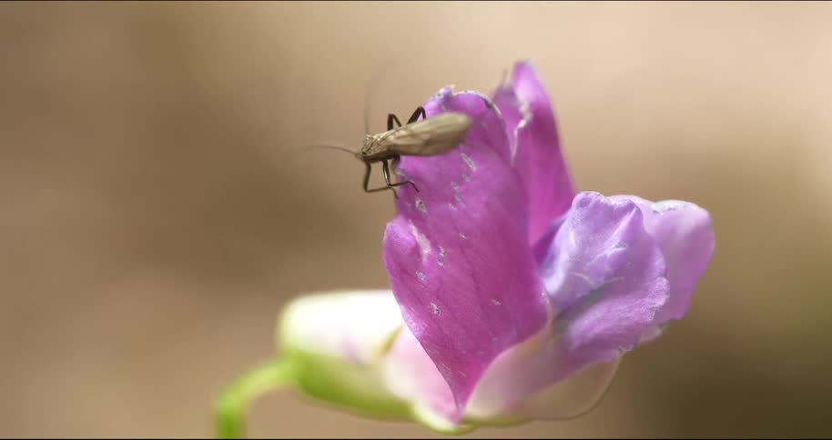 The insect crawls on the flower