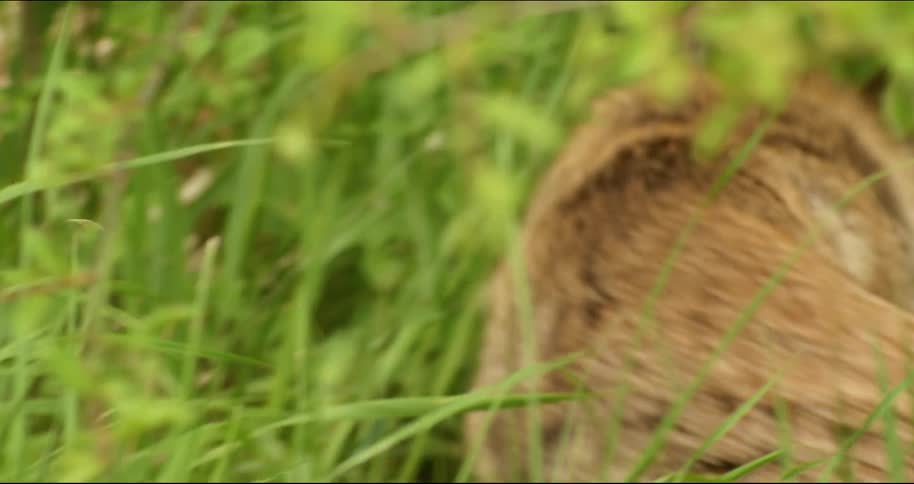 The fox walks through the tall grass