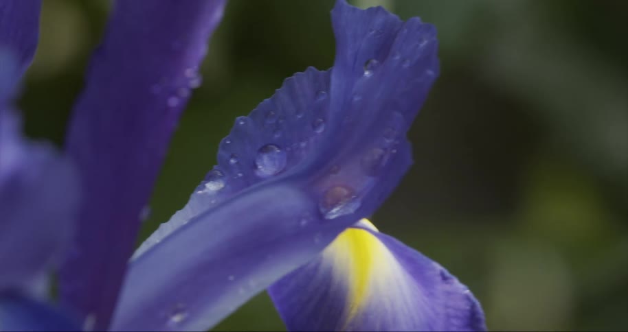 An iris flower outdoors