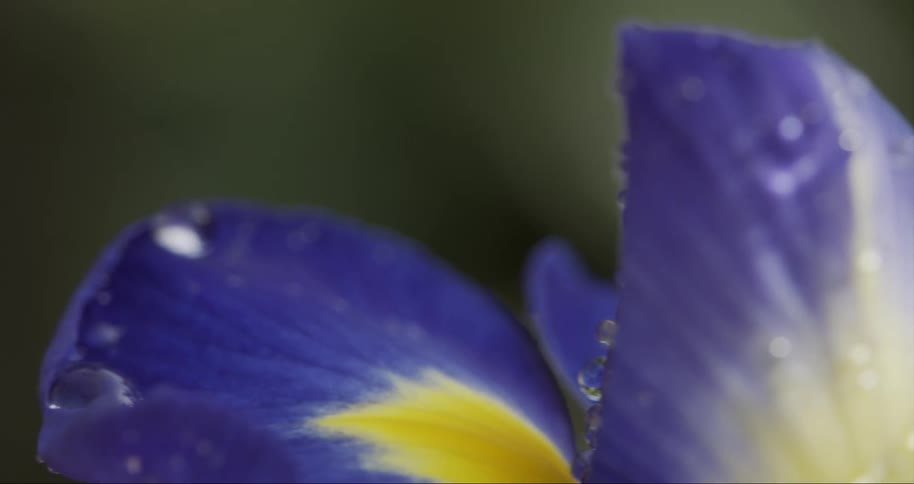 Extreme close up on flower with purple and white petals with water droplets