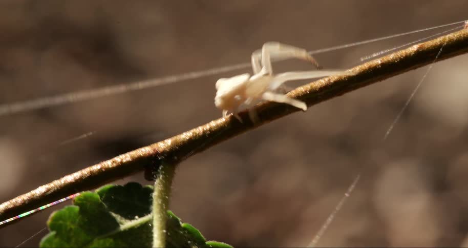 White spider walking on a wooden branch