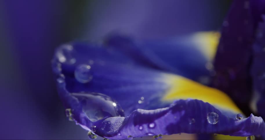 A blue and yellow flower with water droplets on it