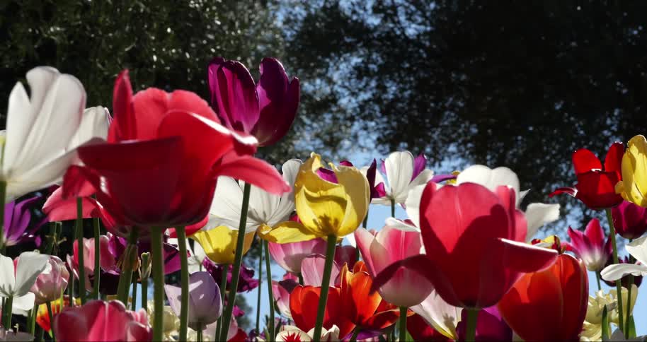 Flowers grow near a couple of trees