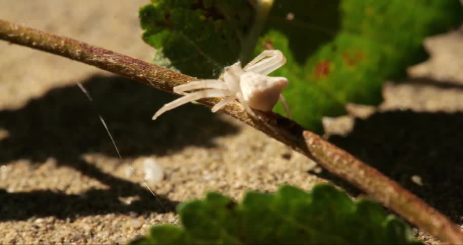 A white spider weaving a web on a plant branch