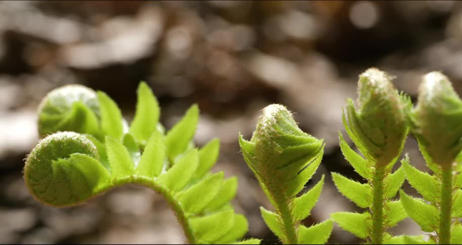 Several green plants growing outdoors