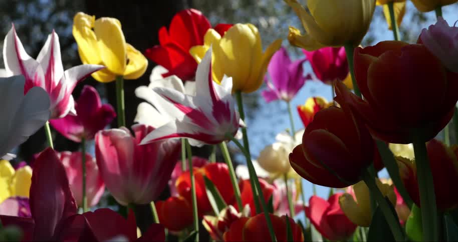 Garden with flowers of different species and colors