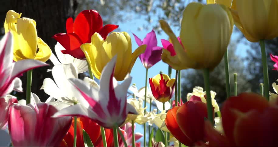 The wind blows the colorful flowers