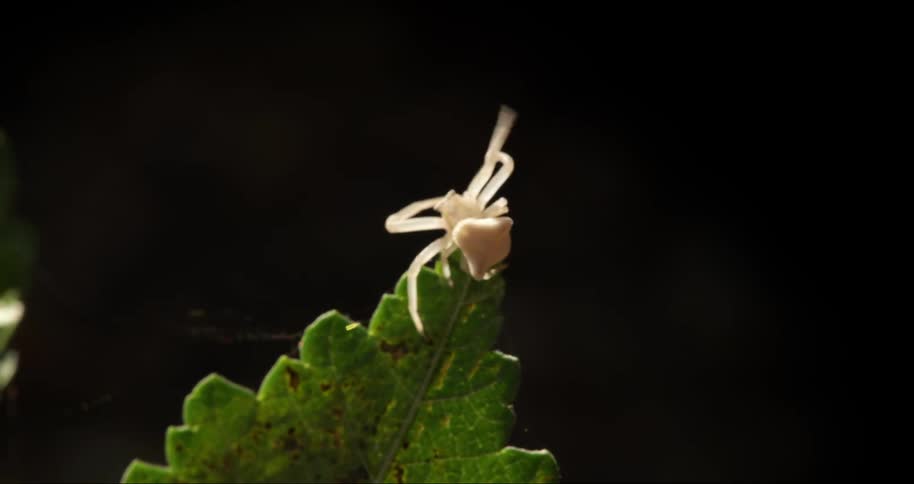 Spider spider producing web on the peak of a green leaf