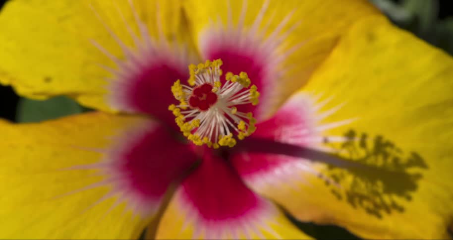 Extreme closeup on a yellowish plant with pollen and sunlight reflection