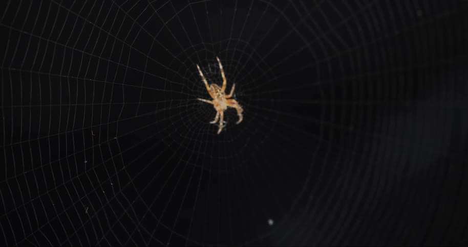 Closeup on a static spider in its web
