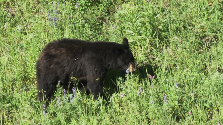 A black bear walking through the grass during the day